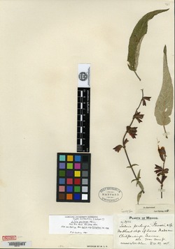 Salvia perlonga image