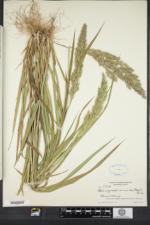 Calamagrostis coarctata image
