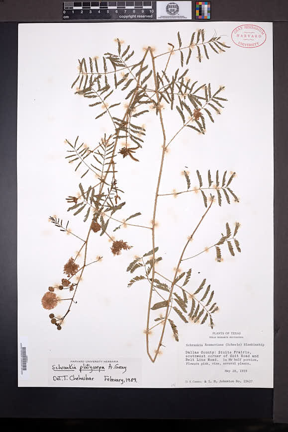 Mimosa quadrivalvis var. platycarpa image