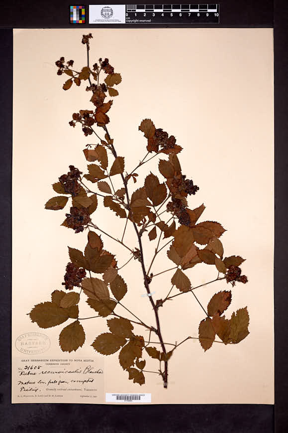 Rubus recurvicaulis image