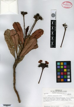 Gesneria viridiflora subsp. quisqueyana image
