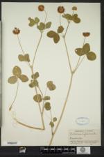 Trifolium hybridum image