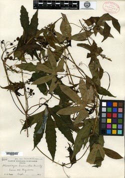 Sechiopsis image