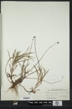 Chrysopsis falcata image