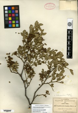 Zanthoxylum limoncello image