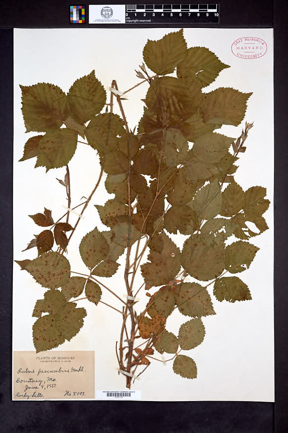 Rubus nefrens image