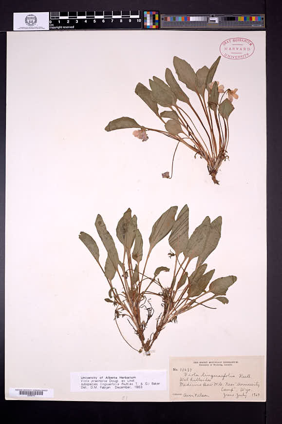 Viola praemorsa subsp. linguifolia image