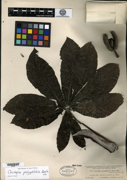 Image of Cecropia angustifolia