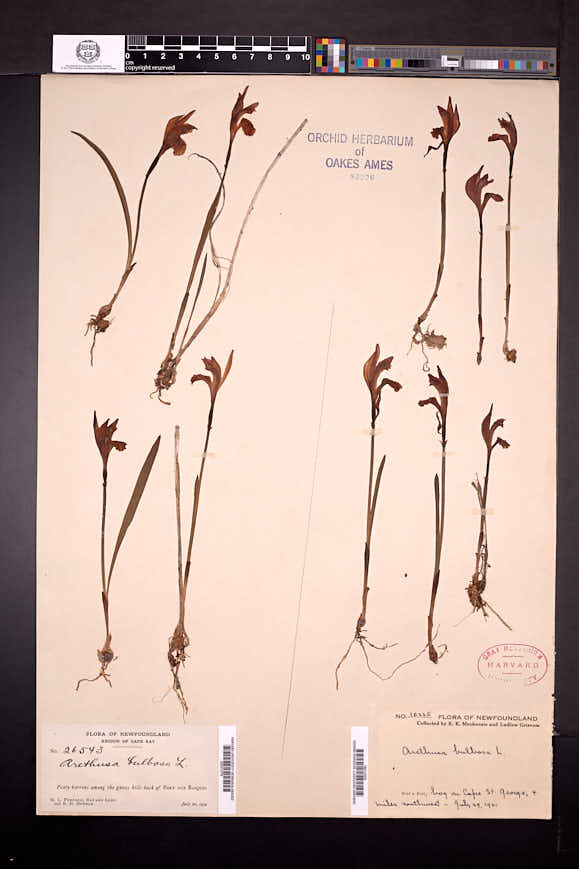 Arethusa bulbosa image