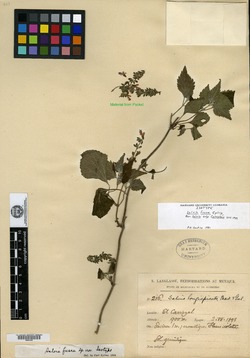 Image of Salvia fusca