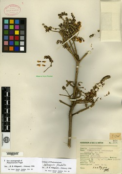 Platymiscium lasiocarpum image