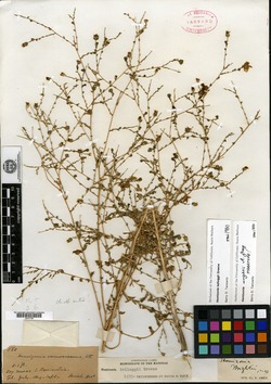 Image of Hemizonia wrightii