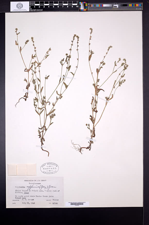 Cryptantha affinis image