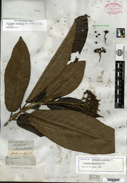 Isertia parviflora image