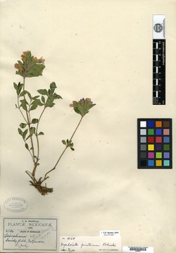 Dyschoriste pinetorum image