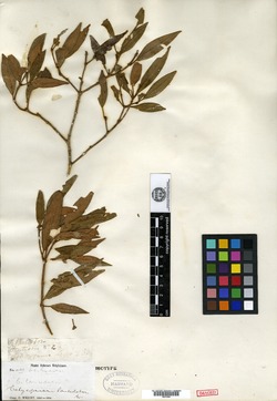 Image of Calycogonium lanceolatum