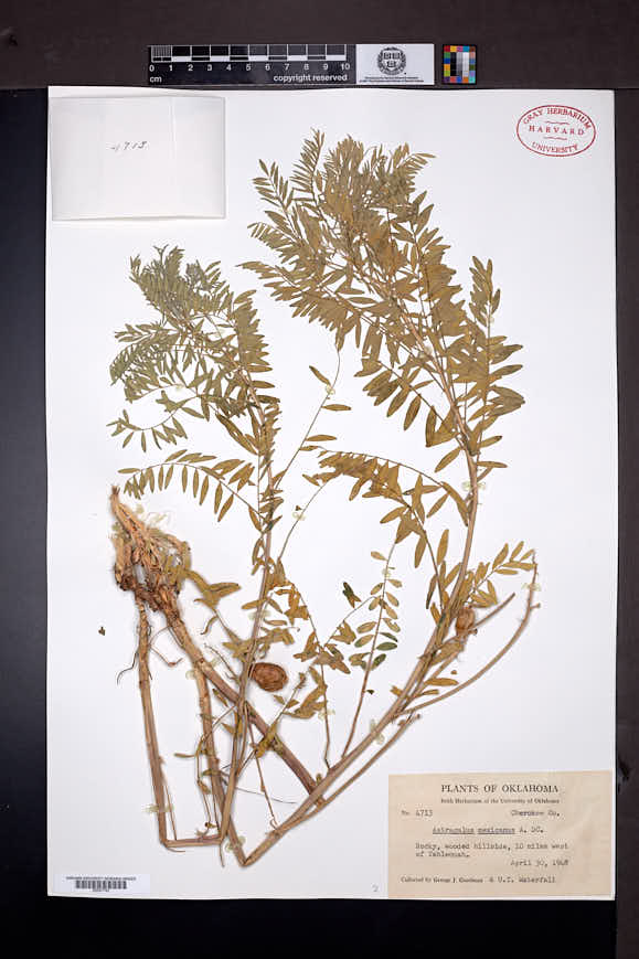 Astragalus crassicarpus var. berlandieri image