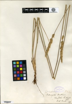 Calamagrostis koelerioides image
