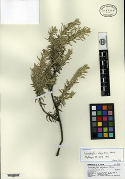Image of Leucophyllum alejandrae