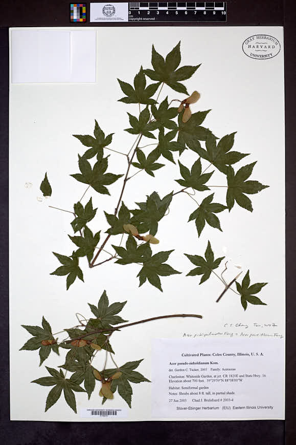 Image of Acer pseudosieboldianum