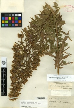 Image of Brickellia thyrsiflora