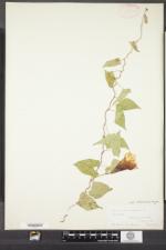 Calystegia sepium subsp. appalachiana image