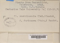 Cladonia farinacea image