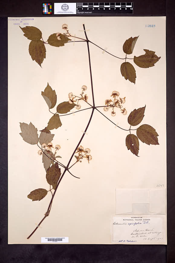 Image of Clematis apiifolia