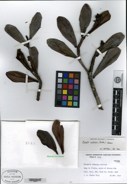 Image of Bonnetia cubensis
