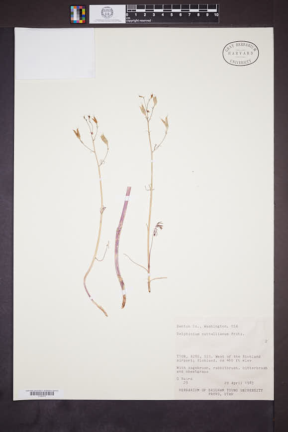 Delphinium nuttallii image