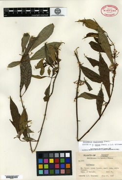 Image of Hoffmannia cryptoneura