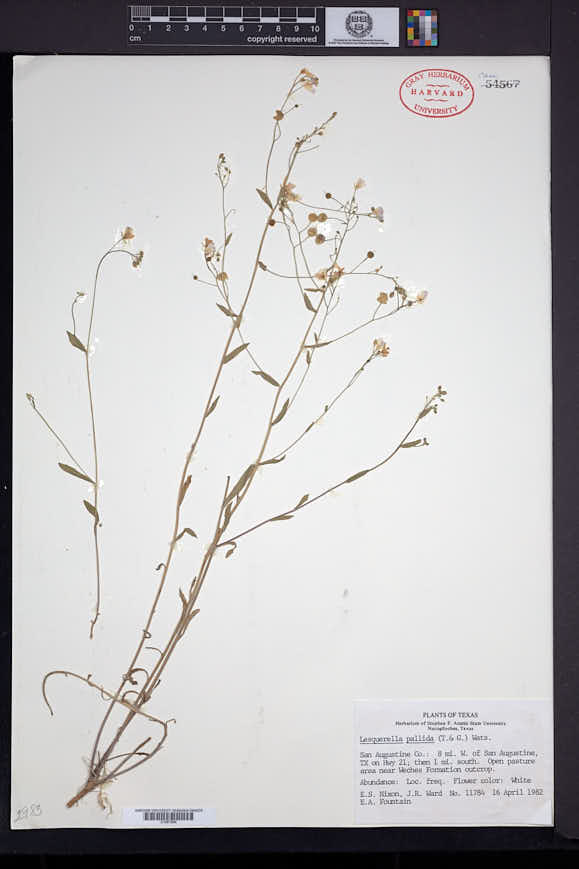 Physaria pallida image