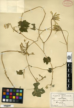 Image of Gronovia longiflora