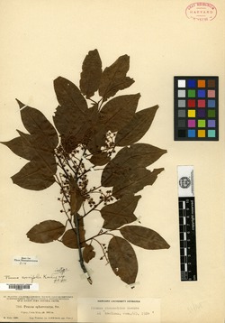 Image of Prunus rhamnoides
