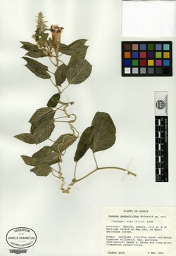 Image of Ipomoea gesnerioides