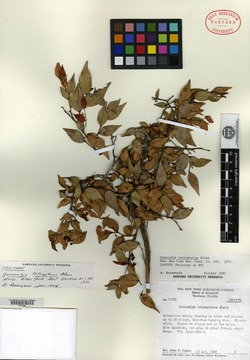 Image of Gonocalyx tetrapterus