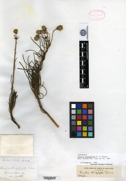 Encelia stenophylla image