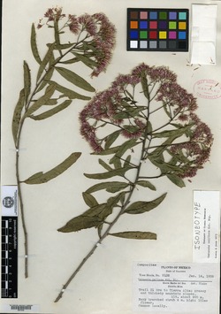 Image of Vernonia uniflora