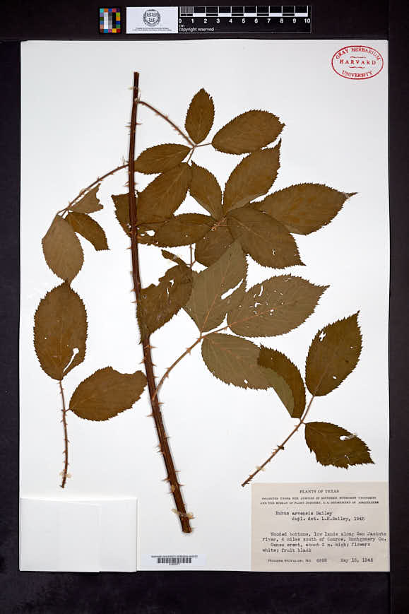 Rubus arvensis image