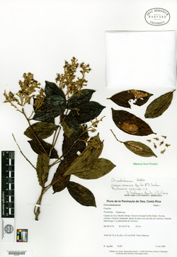 Couepia osaensis image