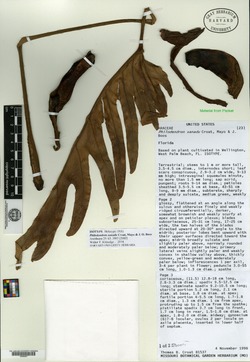 Philodendron xanadu image