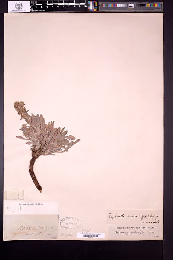 Oreocarya sericea image