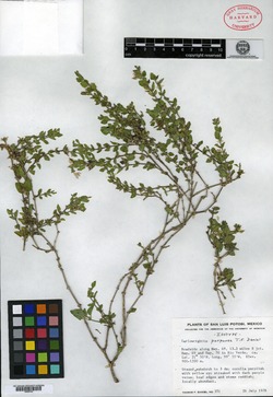 Image of Carlowrightia purpurea
