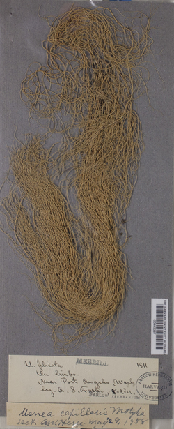 Usnea capillaris image
