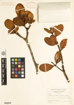 Image of Clusia coclensis