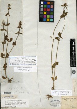 Image of Stachys biflora