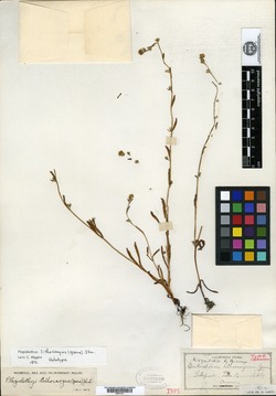 Image of Plagiobothrys lithocaryus