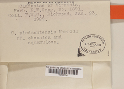 Cladonia piedmontensis image