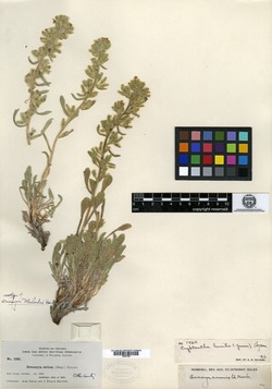 Image of Cryptantha limensis