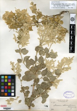 Iresine alternifolia image